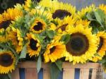 sunflower picture lenafusion.gr